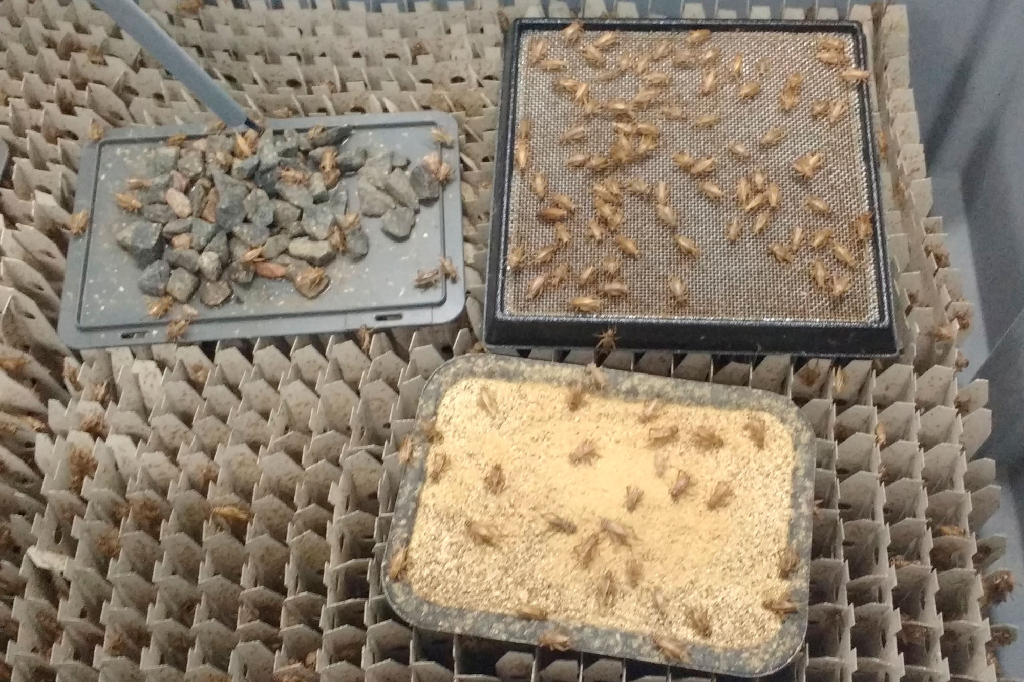 Recipientes feitos à medida para a criação de grilos