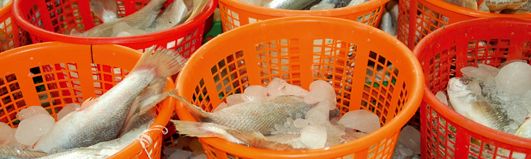 Brochura: Indústria alimentar e catering